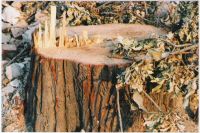 The namesake Hidden Tree, has been cut down to make way for the new development at the old bar location